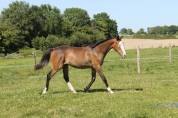 Pouliche 2 ans 