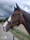 Pouliche 2 ans 