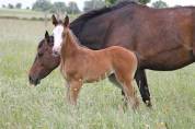 Pouliche 2 ans 