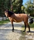 Jument dressage PRE PP 7 ans