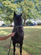 Magnifique hongre 7ans Pure Race Espagnole
