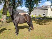 Magnifique hongre 7ans Pure Race Espagnole