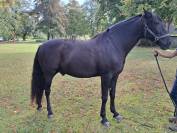 Magnifique hongre 7ans Pure Race Espagnole