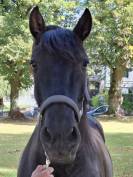 Magnifique hongre 7ans Pure Race Espagnole