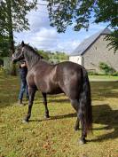 Magnifique hongre 7ans Pure Race Espagnole