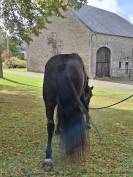 Magnifique hongre 7ans Pure Race Espagnole