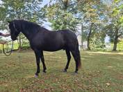 Magnifique hongre 7ans Pure Race Espagnole
