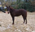 Pouliche PFS taille D