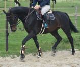 CHEVAL DE GRAND PRIX POUR AMATEUR 