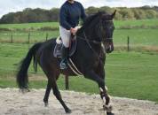 CHEVAL DE GRAND PRIX POUR AMATEUR 