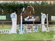 Jument selle francais 7 ans 