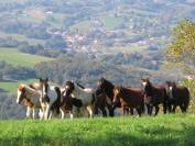 Plusieurs Poneys futur 1m20/1m30