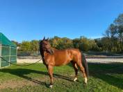 À vendre top cheval 