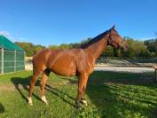 À vendre top cheval 