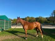 À vendre top cheval 