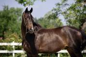 Caballo castrado KWPN Caballo de Deporte Neerlandés En venta 2015 Bayo moreno