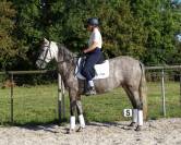 Jument PRE 4 ans Dressage