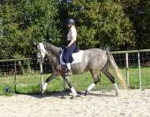 Jument PRE 4 ans Dressage