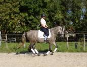 Jument PRE 4 ans Dressage