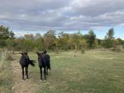 ? Pension chevaux – Bien-être et nature