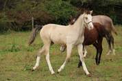 Foal isabelle yeux bleu Goldwyn d'embets Machno Carwyn 
