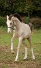 Foal isabelle yeux bleu Goldwyn d'embets Machno Carwyn 
