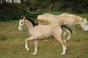 Foal isabelle yeux bleu Goldwyn d'embets Machno Carwyn 