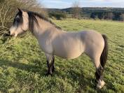 Devine Loki - Welsh Pony (Section A) 2020 by Quincy