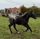 Pouliche capée  appaloosa 2025 par J-Nius V.V.Z.