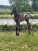 Pouliche capée  appaloosa 2025 par J-Nius V.V.Z.