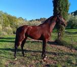 Très belle et grande jument