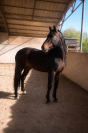 Stallion PRE Pure Spanish Bred For sale 2016 Bay
