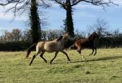 Jument PSL poulinière 