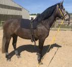 Lusitanienne a vendre