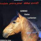 Lusitanienne a vendre