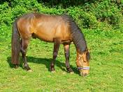 Saillie étalon New forest Isabelle L'ancelot du ménage 