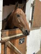 Hongre selle français 