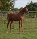 Superbe mâle de 2025 pour CSO (Highway TN x Cicero z)