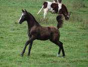 Poulinière Lusitanienne PSL 