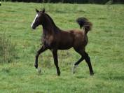 Poulini&egrave;re Lusitanienne PSL 