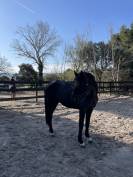 Magnifique entier de 4 ans par Diarado