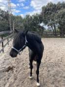 Magnifique entier de 4 ans par Diarado