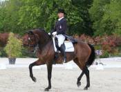 Prométhée - Poulain de dressage