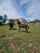 Puledro Frisone In vendita 2024 Nero