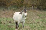 Location d'un poney welsh 11 ans 