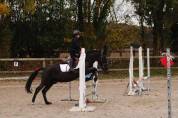 Location d'un poney pottock 14 ans 