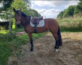 Jument PRE 4 ans 1.67 cm