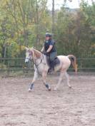 Cheval pur sang arabe