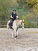 Cheval pur sang arabe