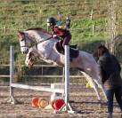 Cheval pur sang arabe